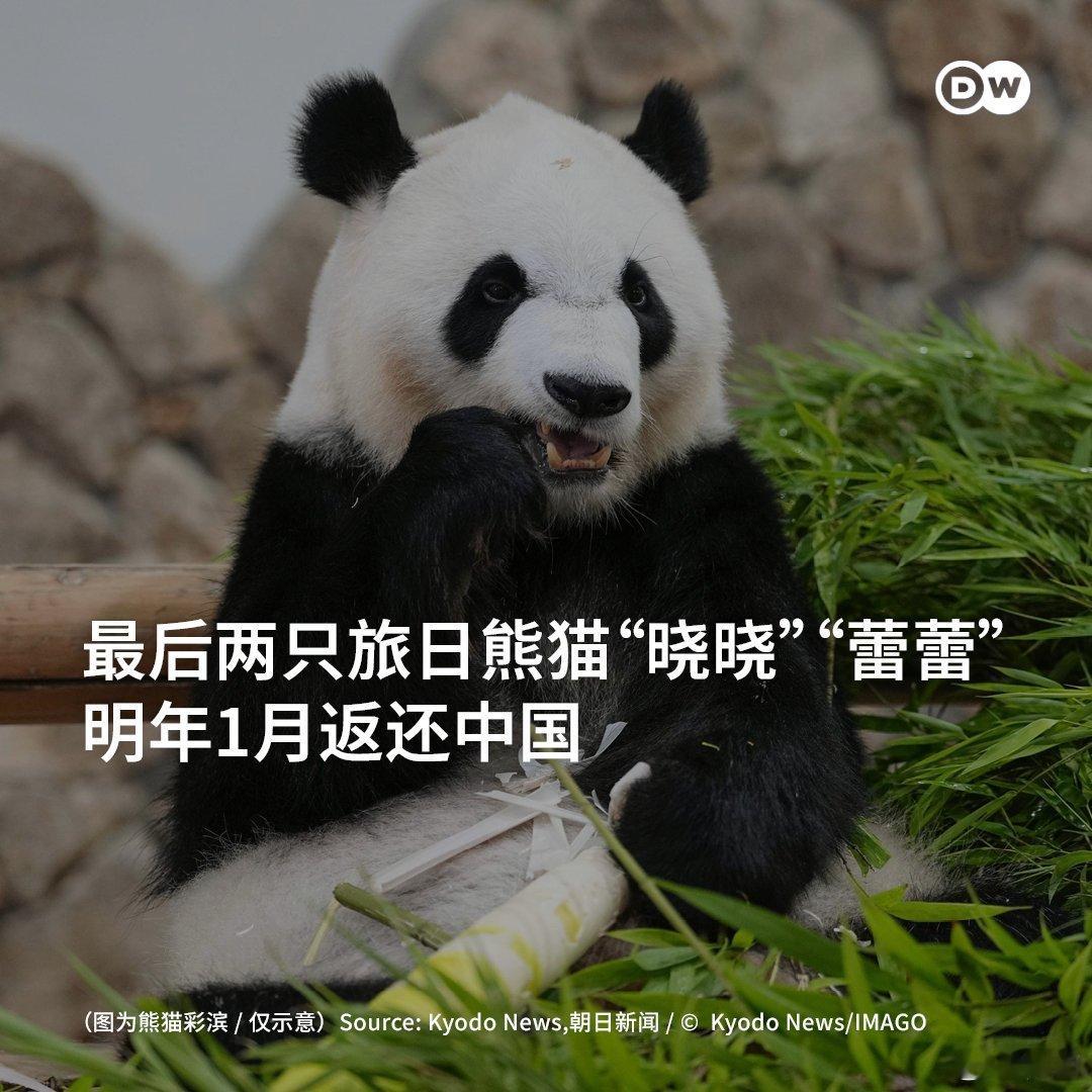 日本将不再有大熊猫 不光中日关系不好，万一大地震了也不好，国宝应该撤侨。 