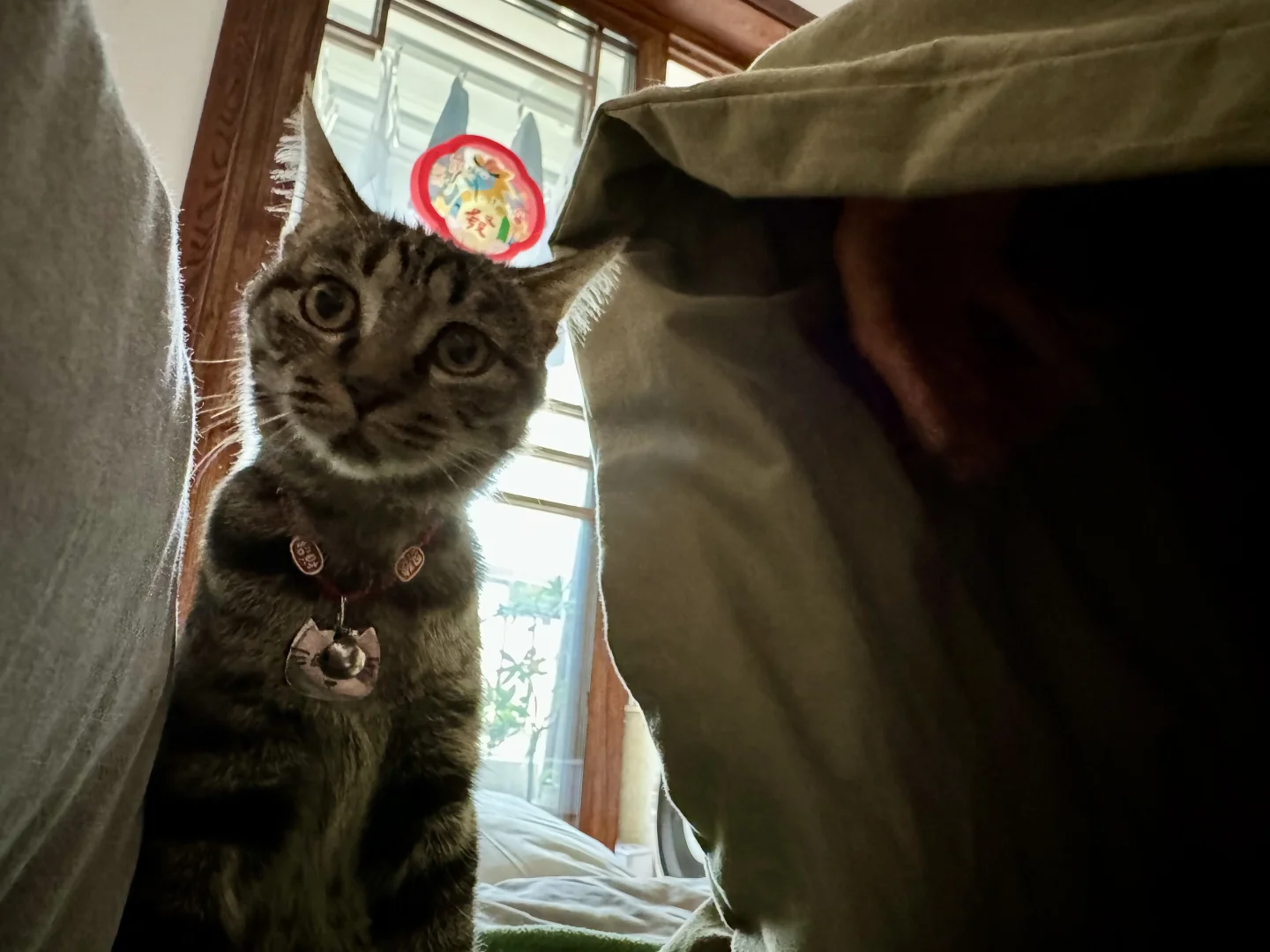 成功把小猫骗进被窝😺