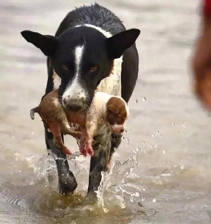 城市即将被洪水侵袭，人们在逃亡路上发现了一只流浪狗。它叼着自己的孩子跟着人群快速