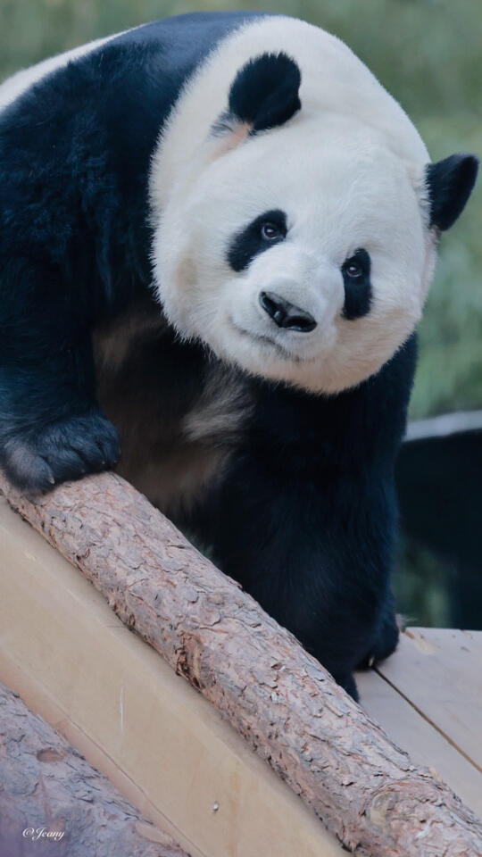 2025.2.21萌兰😍今天的兰兰又帅气又可爱🐼