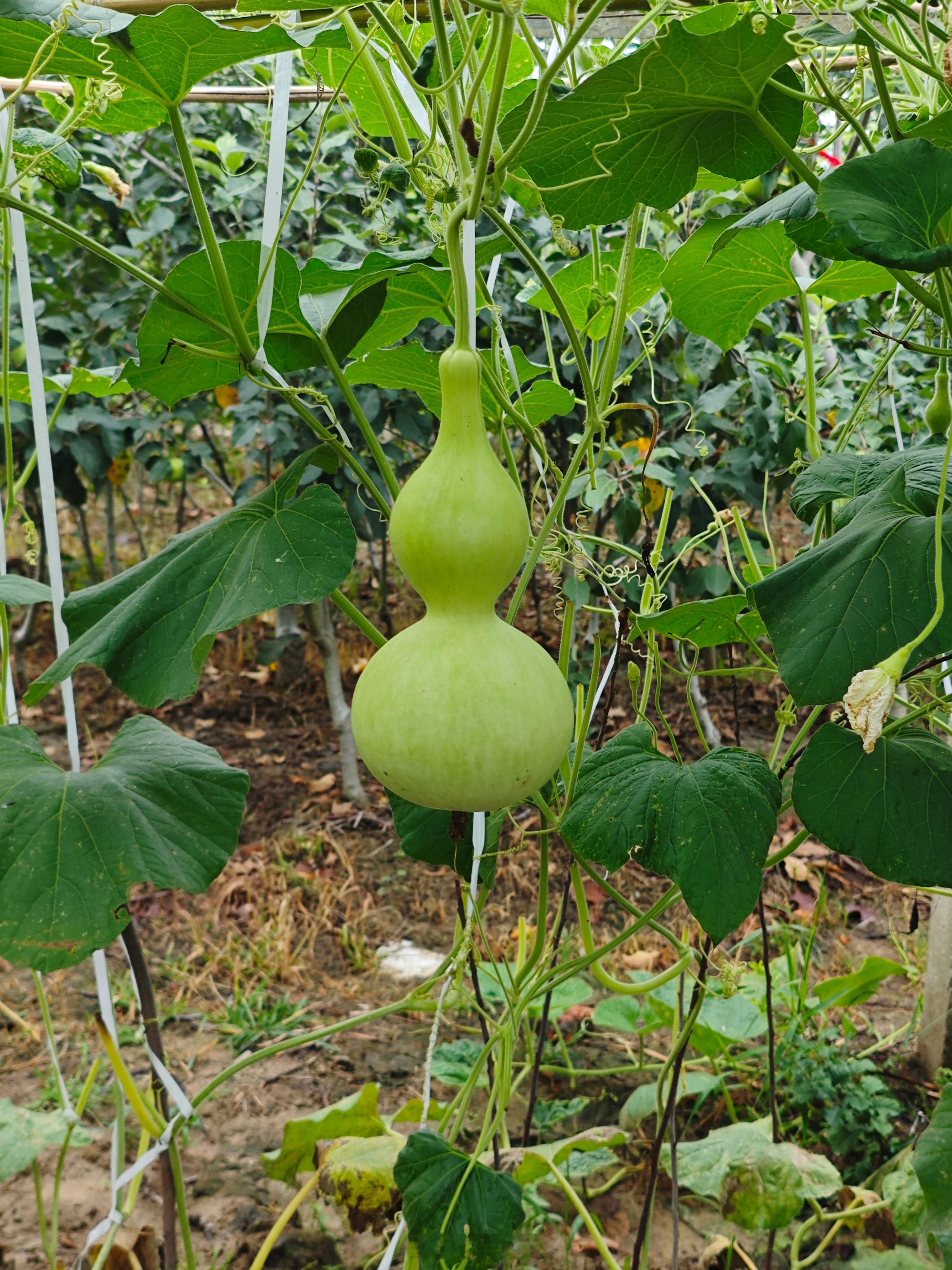 小葵花和葫芦，长得真漂亮啊 滁州·定远