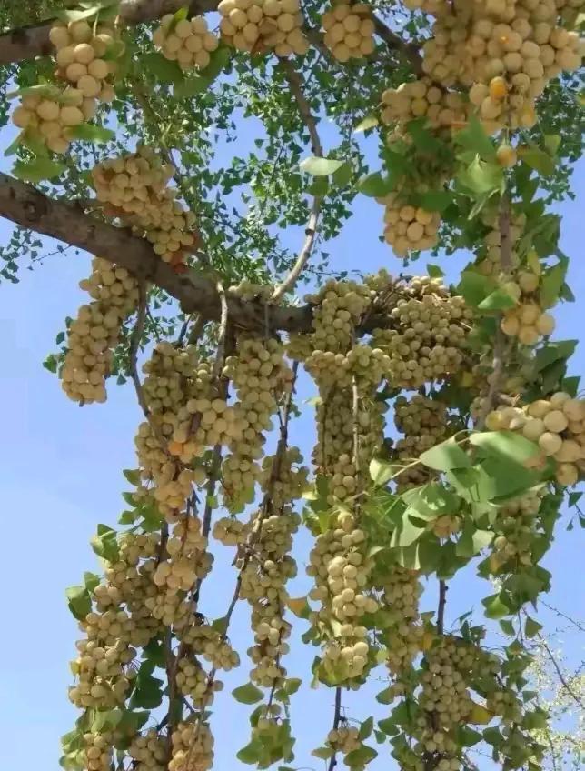 上联：硕果累累载满树；
下联：？？？