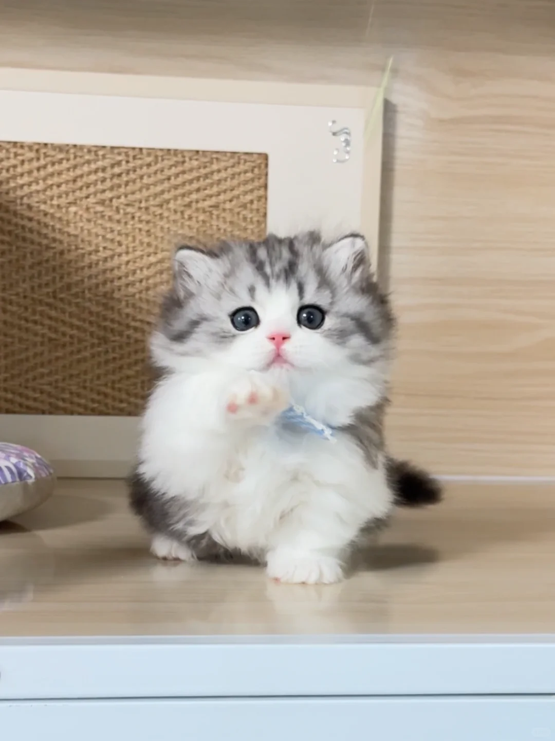 肿么这么可爱呀！银白米努特矮脚猫