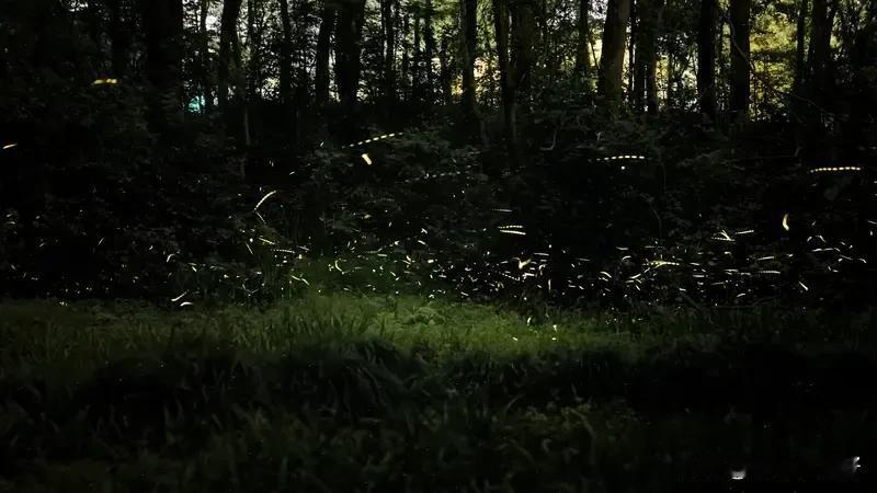 《七律 秋夕幽思》
星光隐隐没草坪，挽袖扑萤意难宁。
寂寞香闺愁怎遣，空寒锦帐梦