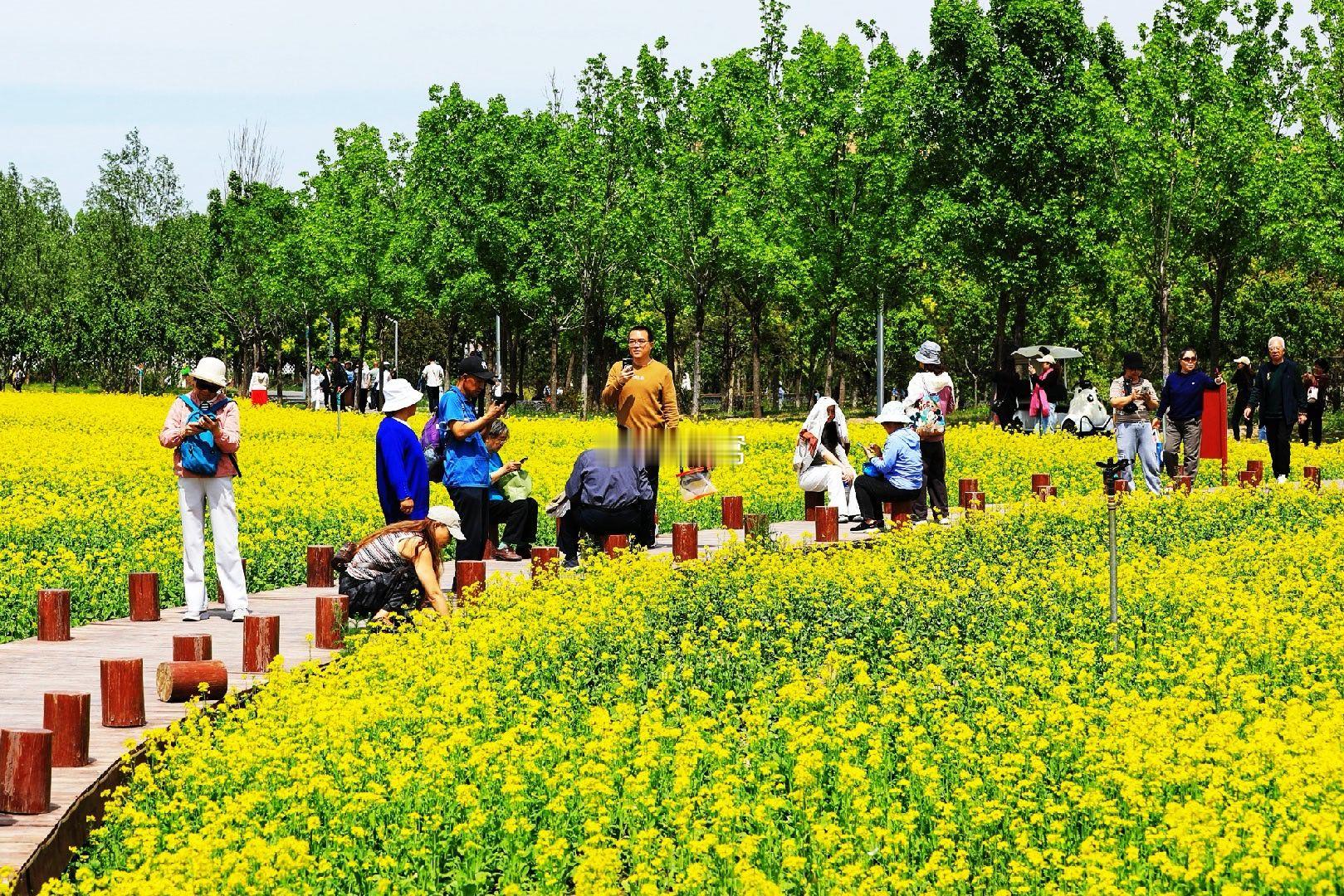 大兴永定公园油菜花摄影