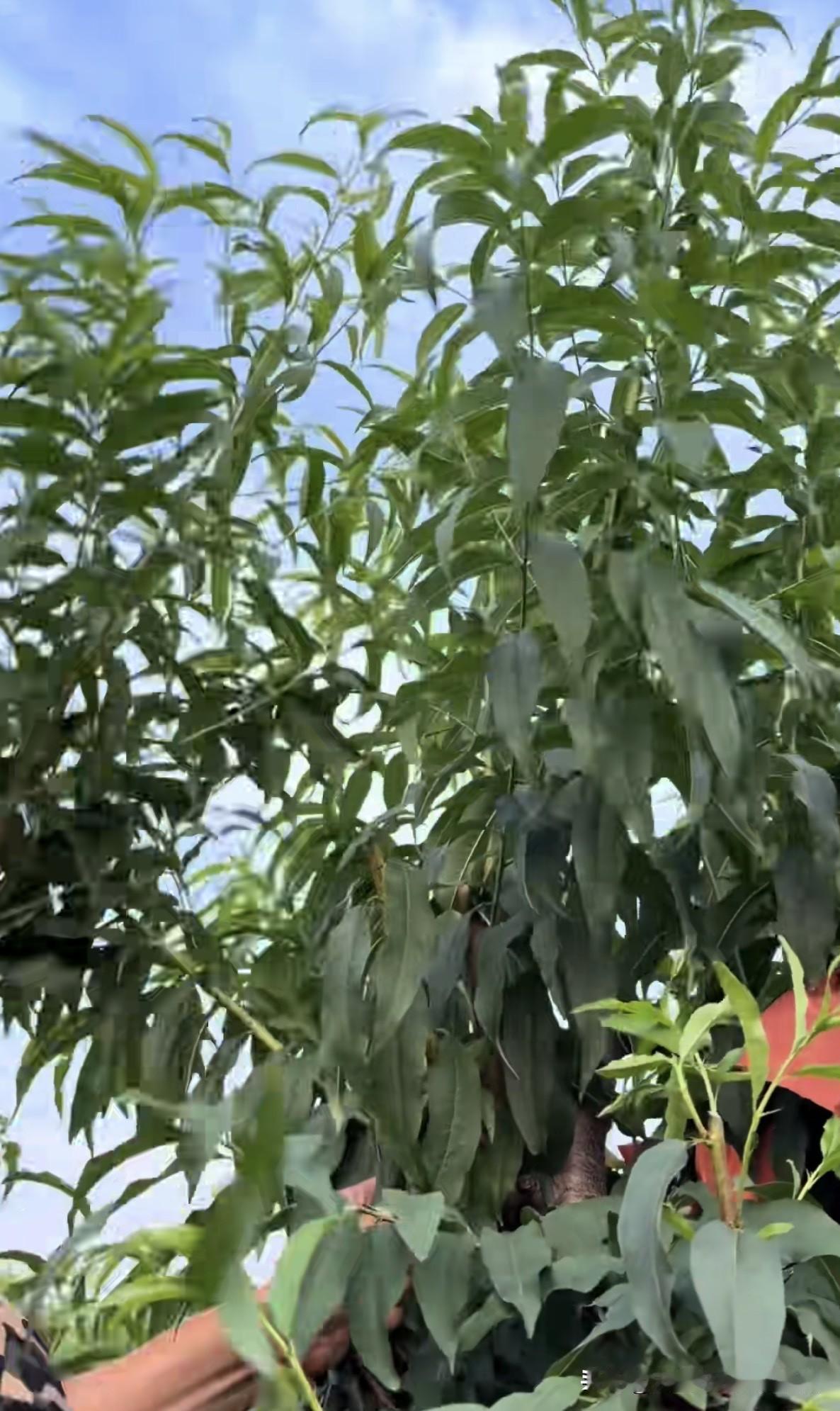 桃树修剪分为冬季休眠修剪与夏季生长季修剪两大阶段，不同时期修剪目的、操作重点各不