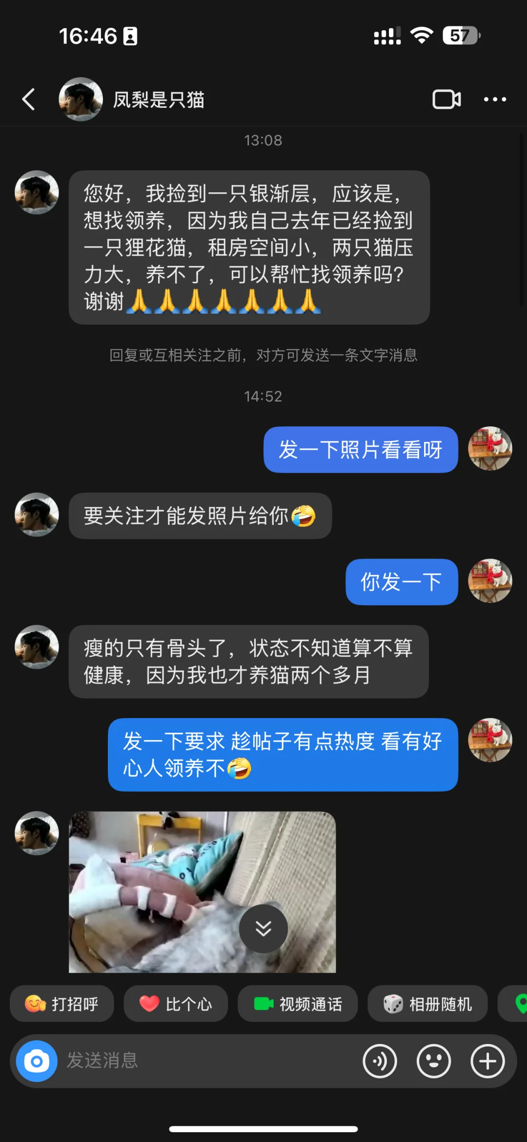银渐层求领养