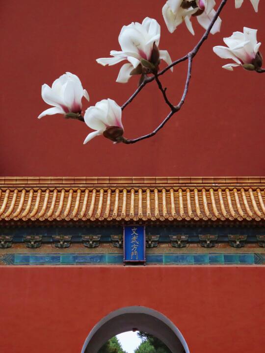 南京｜3月5日最新花讯，玉兰、早樱都开啦