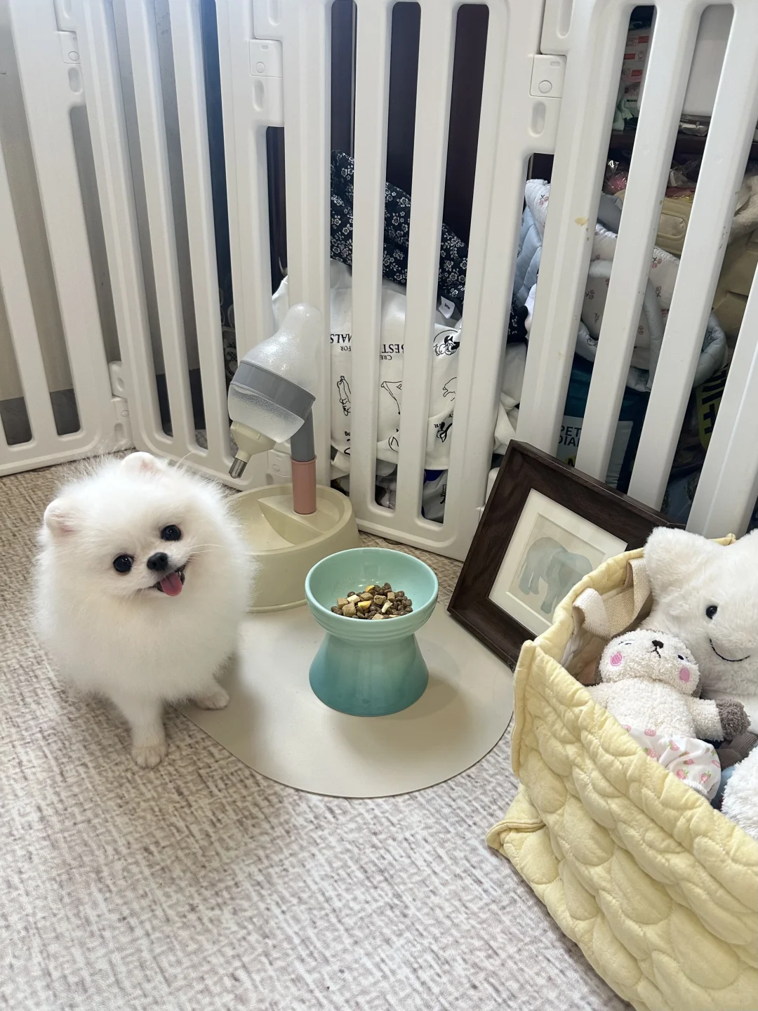 小头一歪 准备开饭