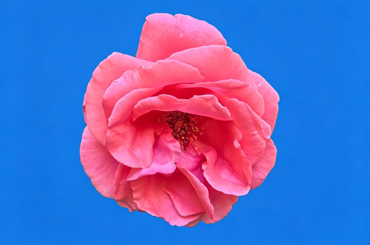 晒一晒随手一拍美丽的花朵