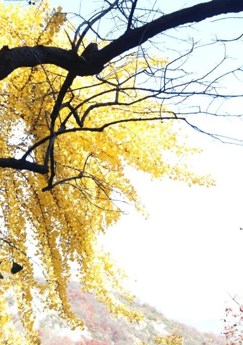 📍淄博·白石洞旅游风景区 💰票价：30每人 周末来一场说走就走的旅行 来到博