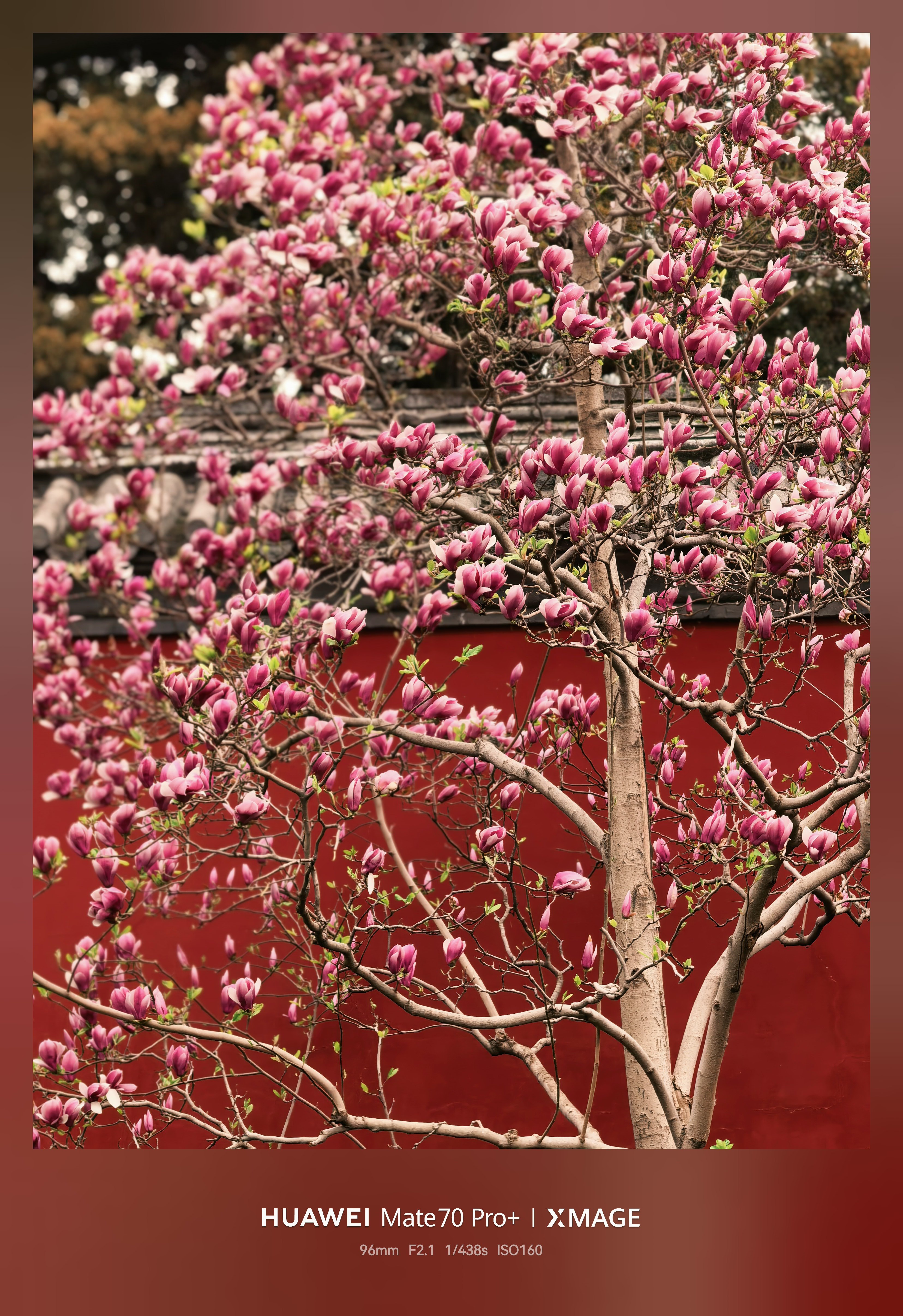 早～ 给我这玉兰作品打几分？ 