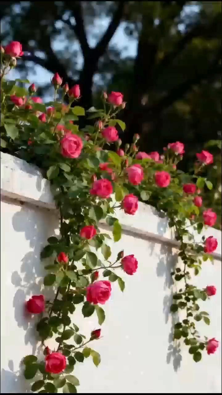 上了我心头变得更甜。