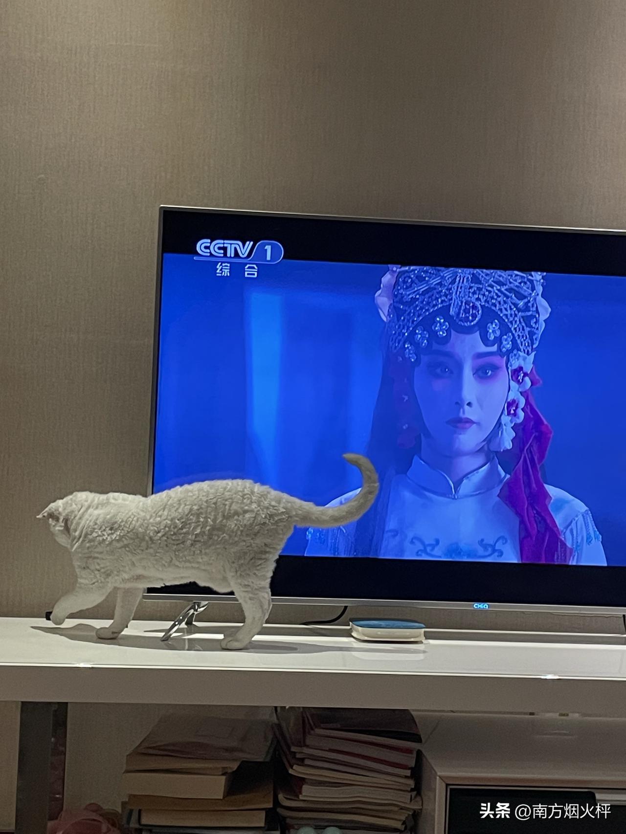 我家小猫咪居然和电视剧同框了，赶快抓拍下来，挺生动又和谐的画面。