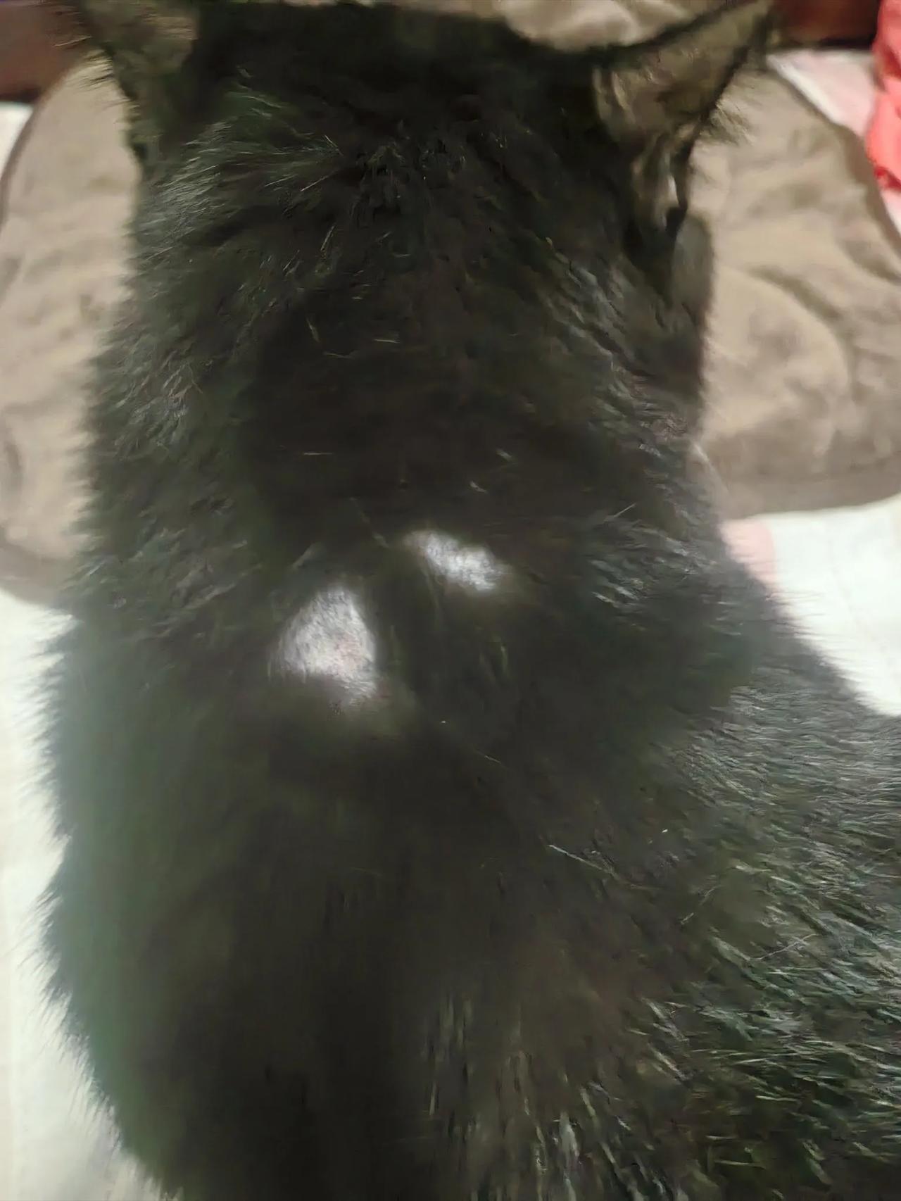养猫的有懂的吗？人有斑秃，猫🐱咪也有斑秃吗？你们给我看看，我家毛孩子这种情况，