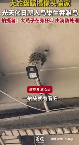 河北承德，一条1.5米长大蛇爬上餐馆屋檐，钻进燕子窝疯狂吞食刚刚孵出没几天的小燕