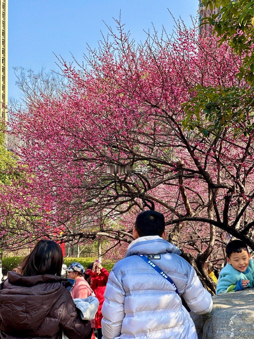 春节旅游休闲去哪玩  游购乡村好物迎春  【长沙沙湾公园 | 早梅初绽，邂逅浪漫