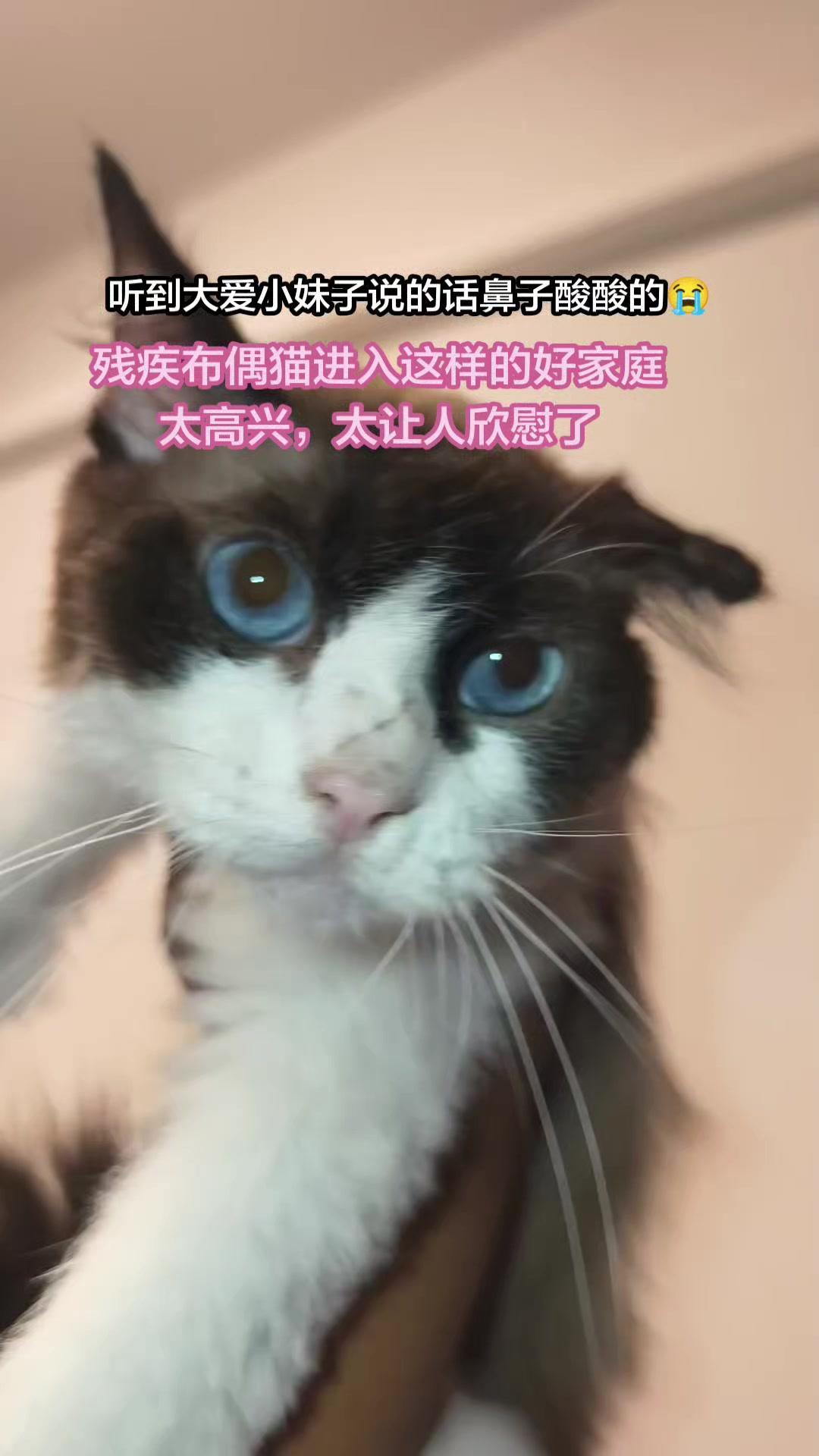 毛孩子的贵人，太有爱了！🫂残疾布偶猫被爱心领养，双向治愈超温暖～
1️⃣领养过
