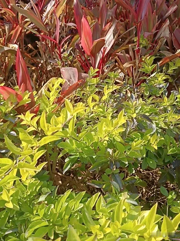 做红烧肉时，用冰糖还是白糖做红烧肉优先选冰糖，炒出的糖色红亮不发苦，还能让肉质带