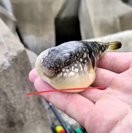 别拿命赌“一口鲜”！大连男子钓河豚回家烹饪，两小时后就四肢麻木、头晕恶心，幸亏抢