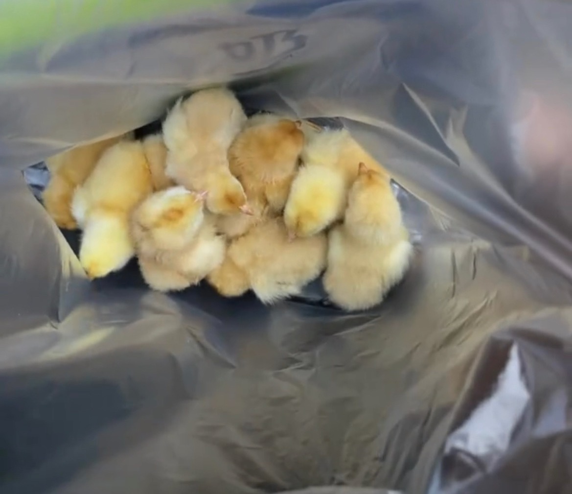 【玉林北流某超市消费多少送小鸡仔】4月26日，网友分享：玉林市北流的一个超市搞活