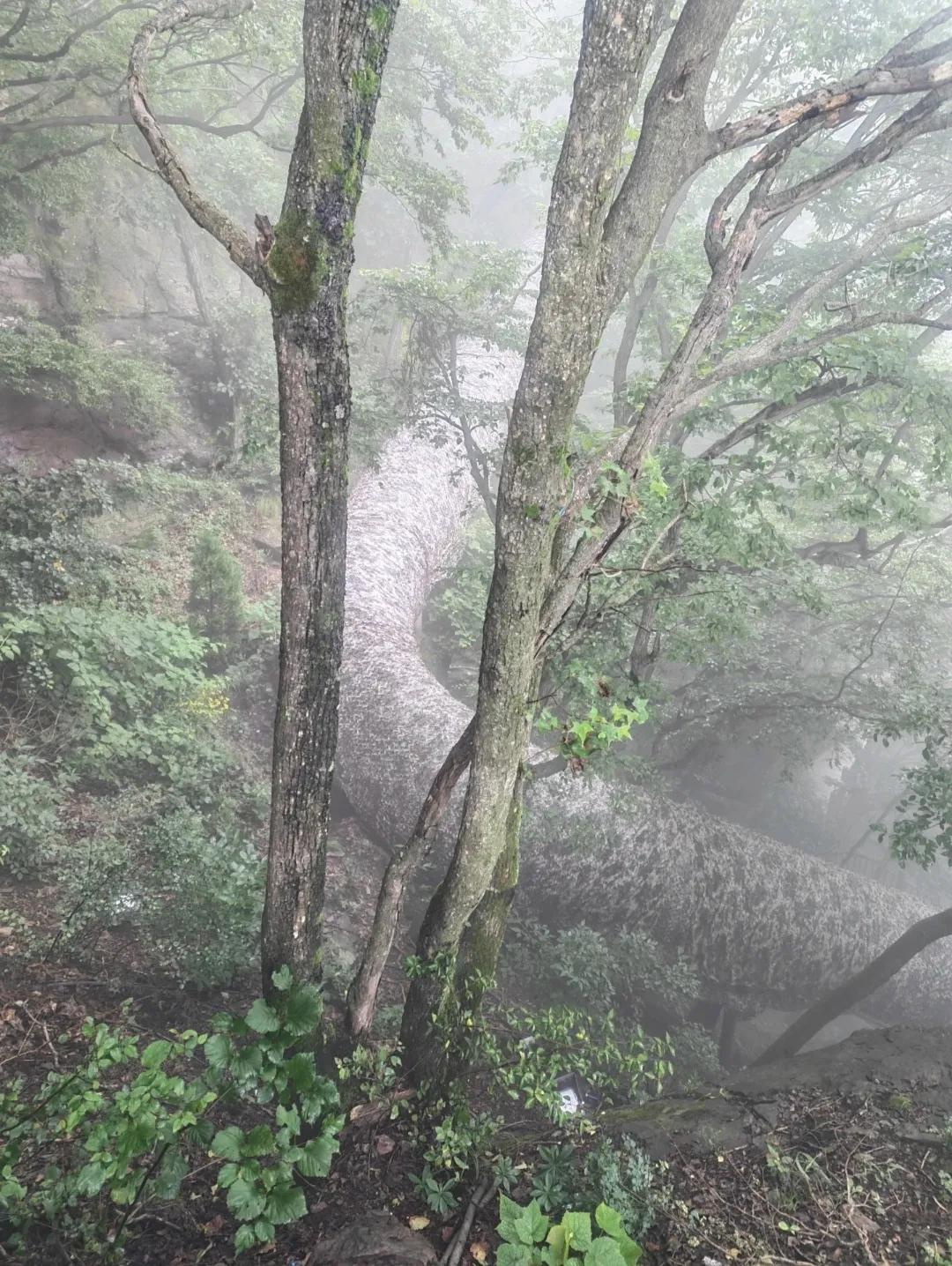 爬山时偶然发现的！这是什么东西？