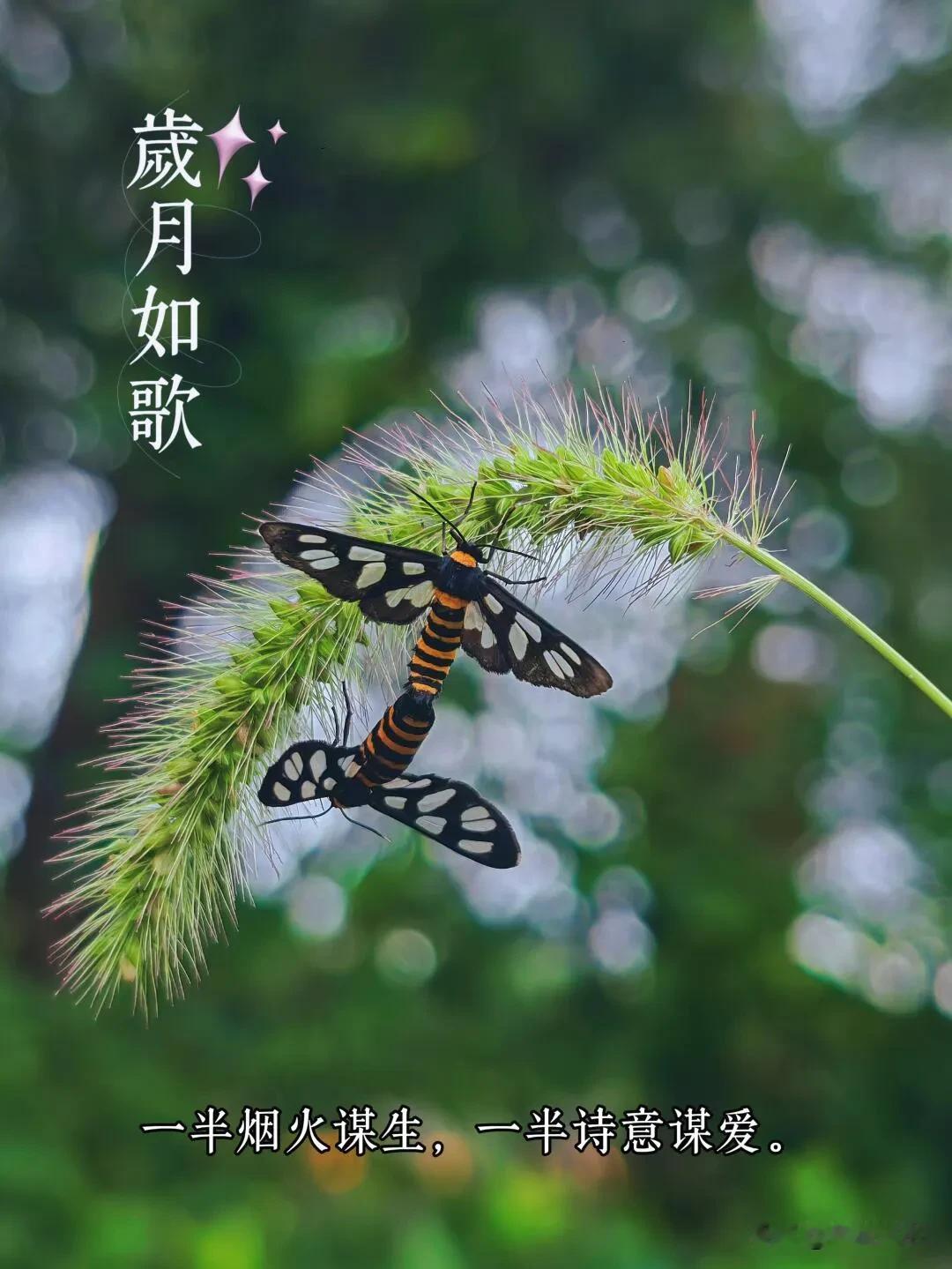 不用追赶太阳，你自己就闪闪发光，早上好。