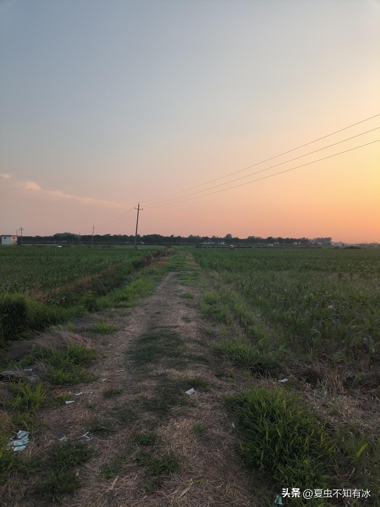 一对七零后夫妻承包二百亩土地，以种小麦和夏玉米为主，经过辛勤的耕种和管理，这几年