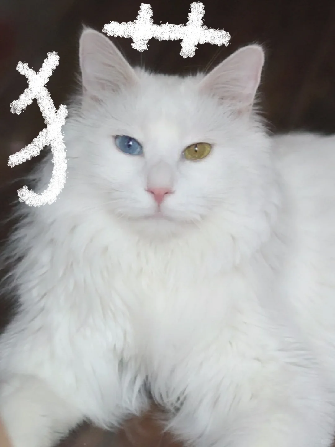 有些猫一看就是男孩子！