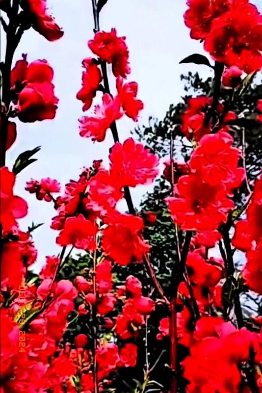 上联:冰天雪地送冬去
下联:春暖花开花又落