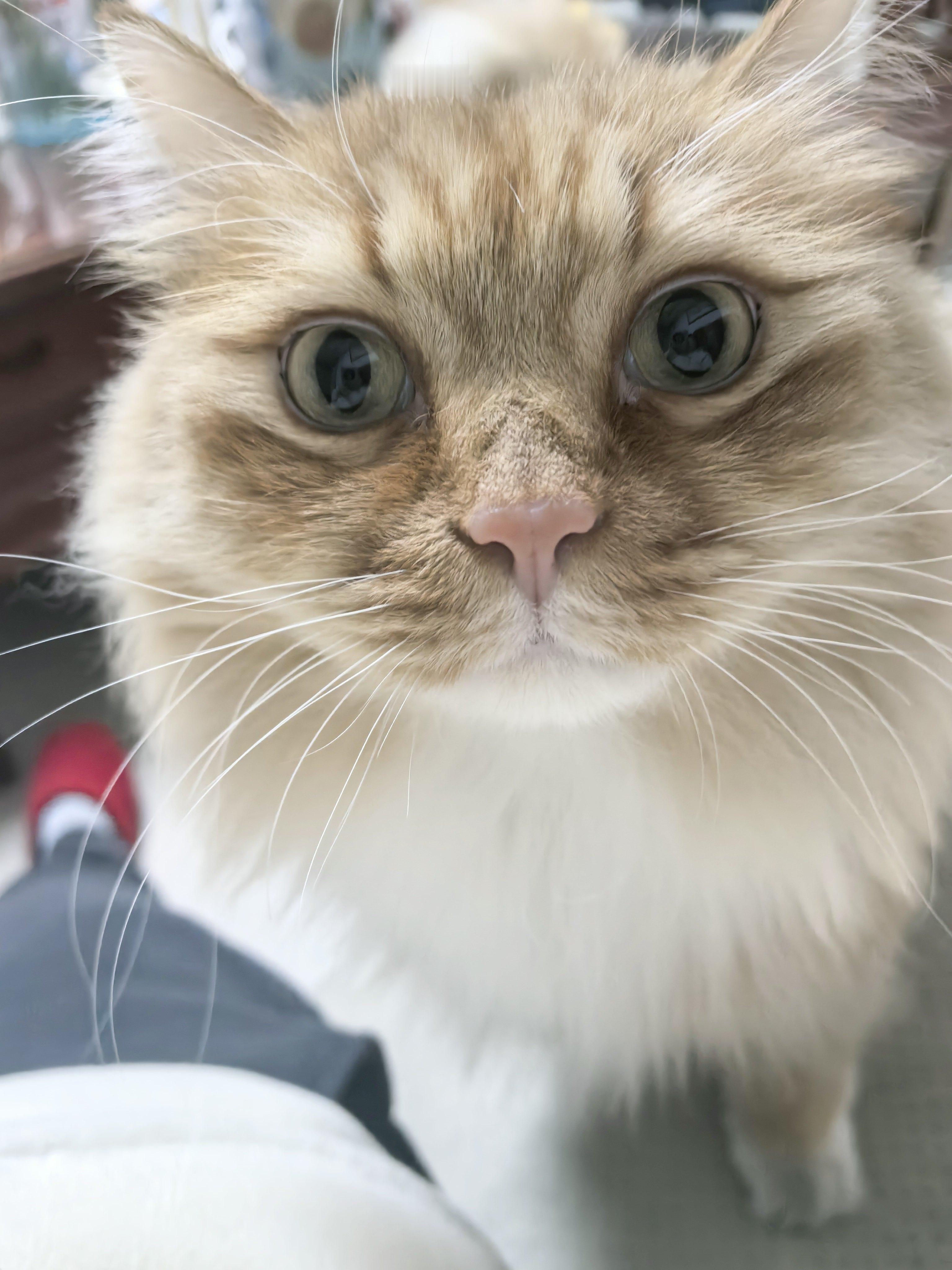 大毛太大只了，从哪里跳下来都是咚咚咚的好处是这么大动静平时根本干不了坏事~坏处是