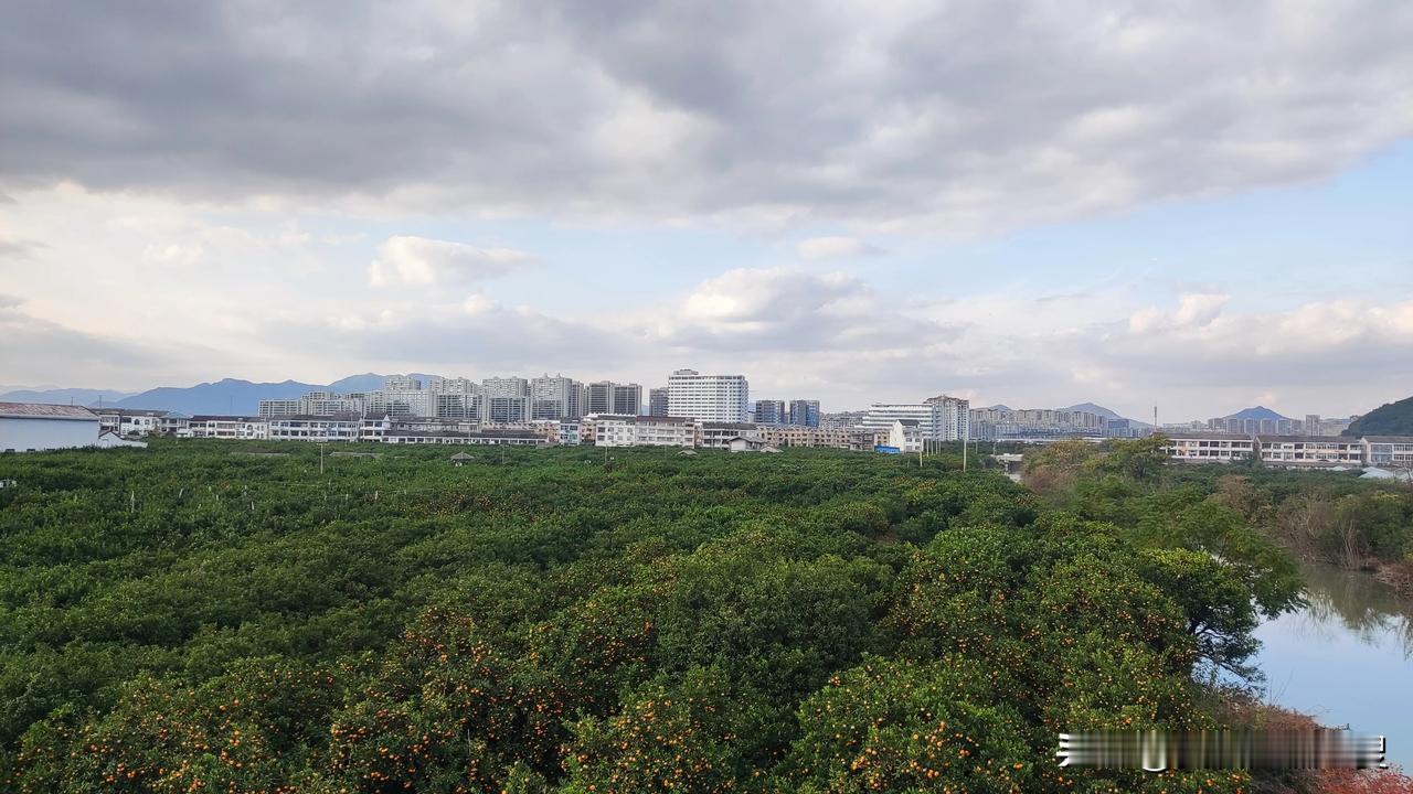 黄岩南城蔡家洋的贡桔园还真不错，很有桔乡风采，桔林遍布，河湖纵览，绿意盎然，桔红