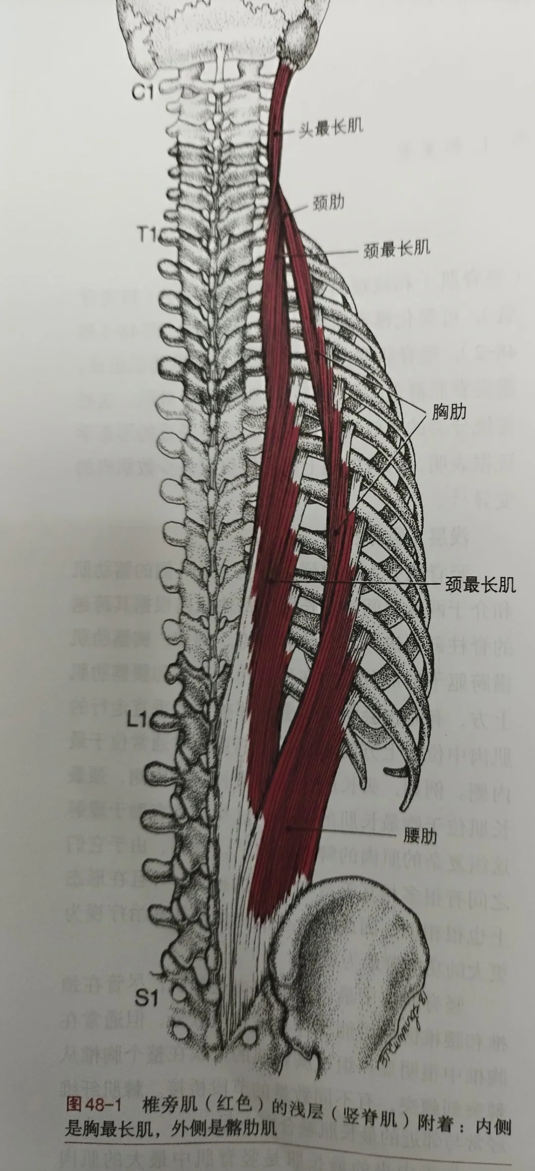 胸腰椎旁肌介绍