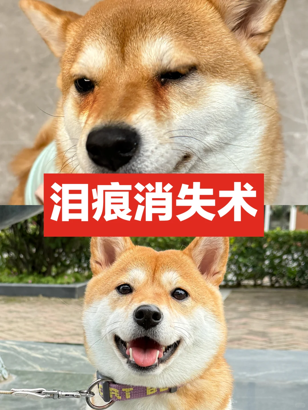 狗狗泪痕问题！轻松拿下👊