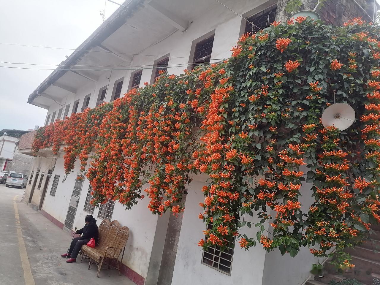 这种花叫什么名字，花很盛，十分壮观，相当漂亮！