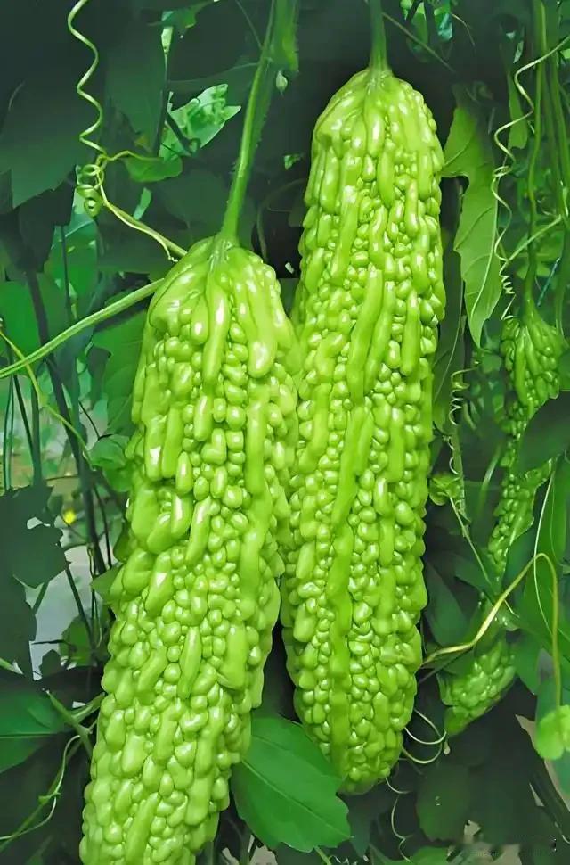 夏天一到，人就容易没胃口、身上黏糊糊、晚上睡不踏实。最近我跟着社区卫生站的营养师