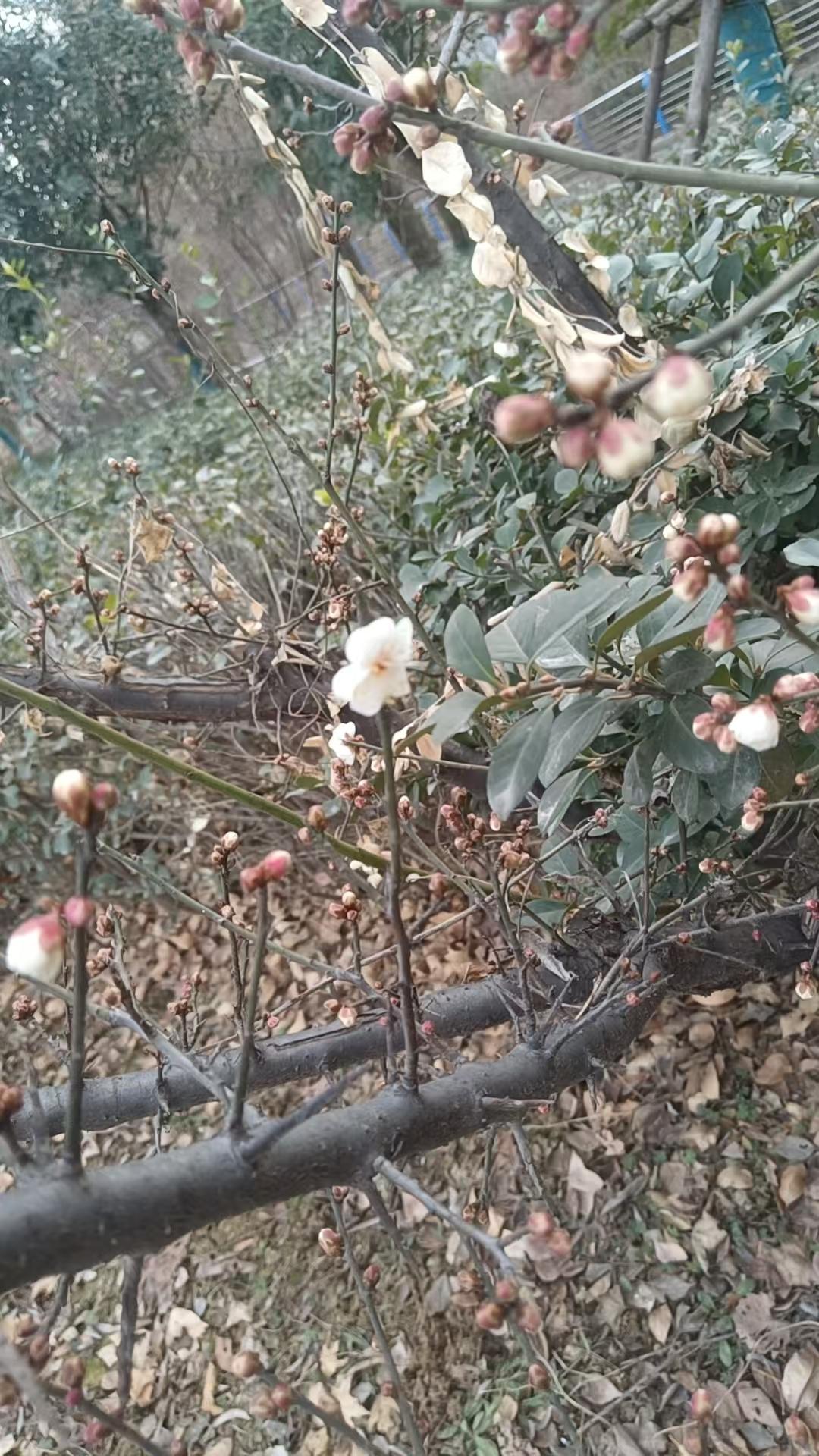 梅花香自苦寒来