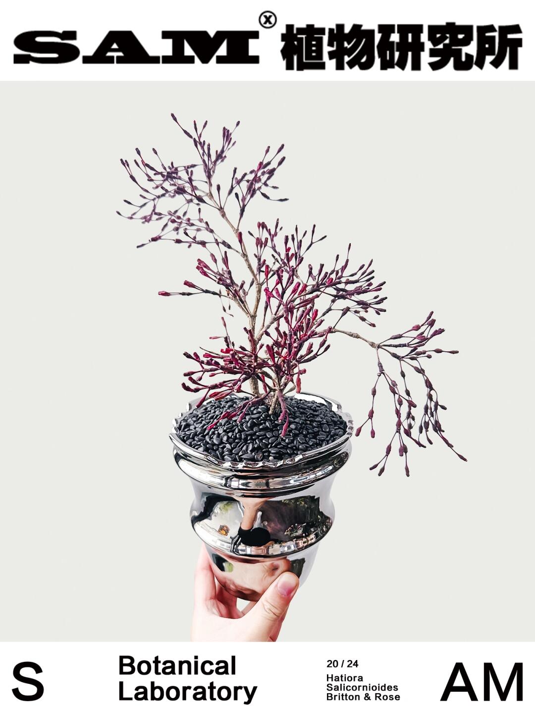 猿念苇｜Hatiora Salicornioides.