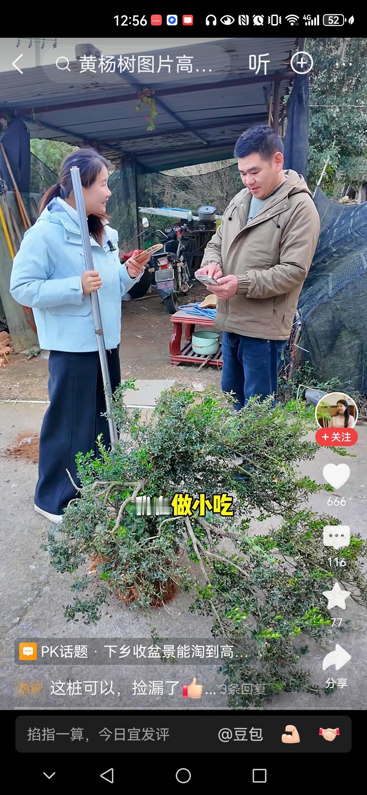 原来一棵黄杨盆景是这么来的:
来自农家院落里养鸡场所，甚至树冠的冠顶都被鸡踩踏没