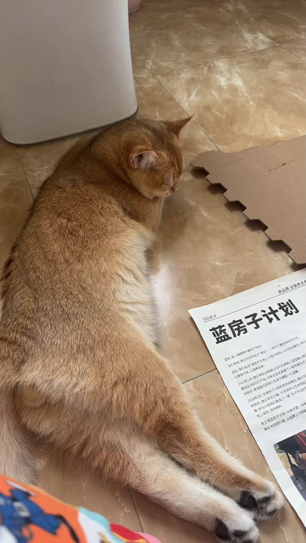 如此勤奋好学一猫咪🐈 