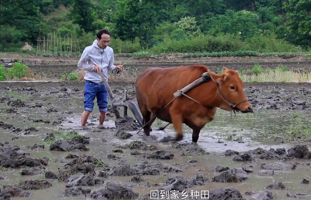 大山的稻田里，他扶着犁耙，吆喝着赶牛，如果只是看到这样的画面，你大概认为他就是一