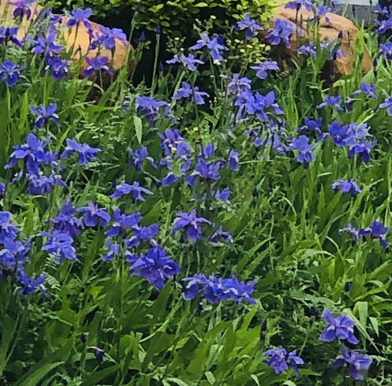 分享随手拍的景色随手拍的春日限定美景，蓝的、粉的、白的、黄的，每种花都在努力绽放