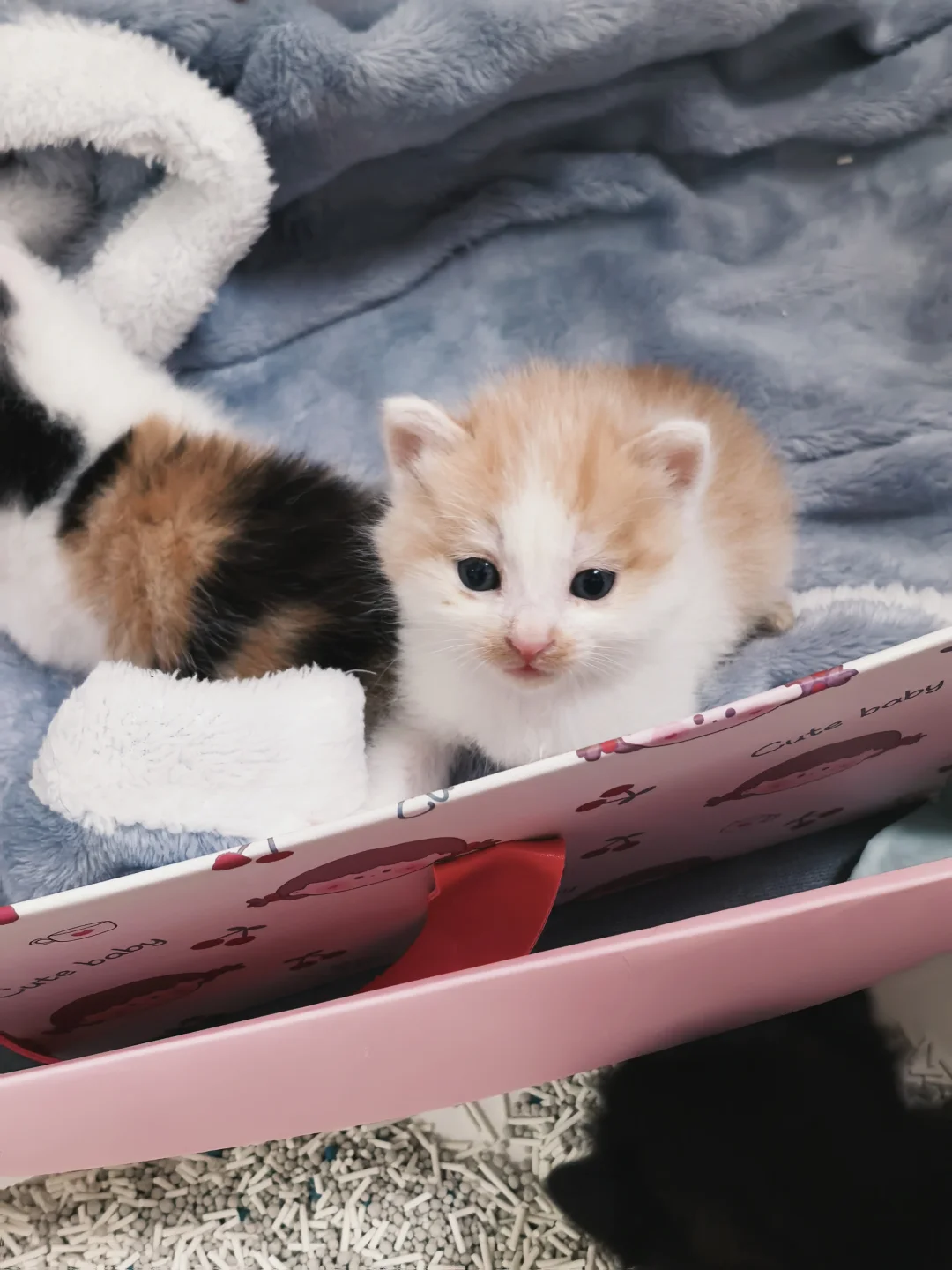 是谁家的小奶猫这么可爱呀