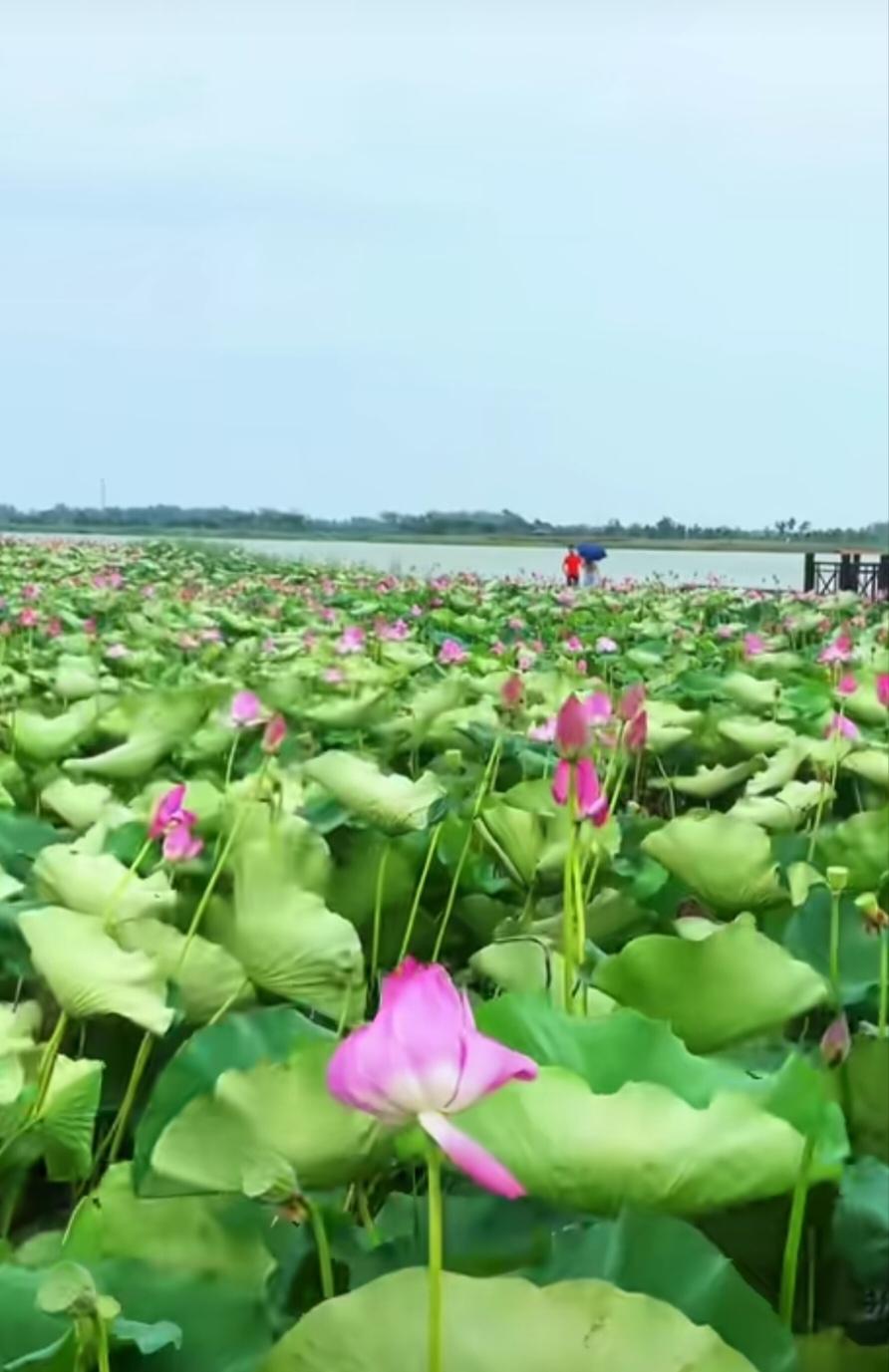 上周刚跑了趟周口追荷花，本来还怕万亩荷塘逛得乱，没想到当地直接把三条特色游线给安