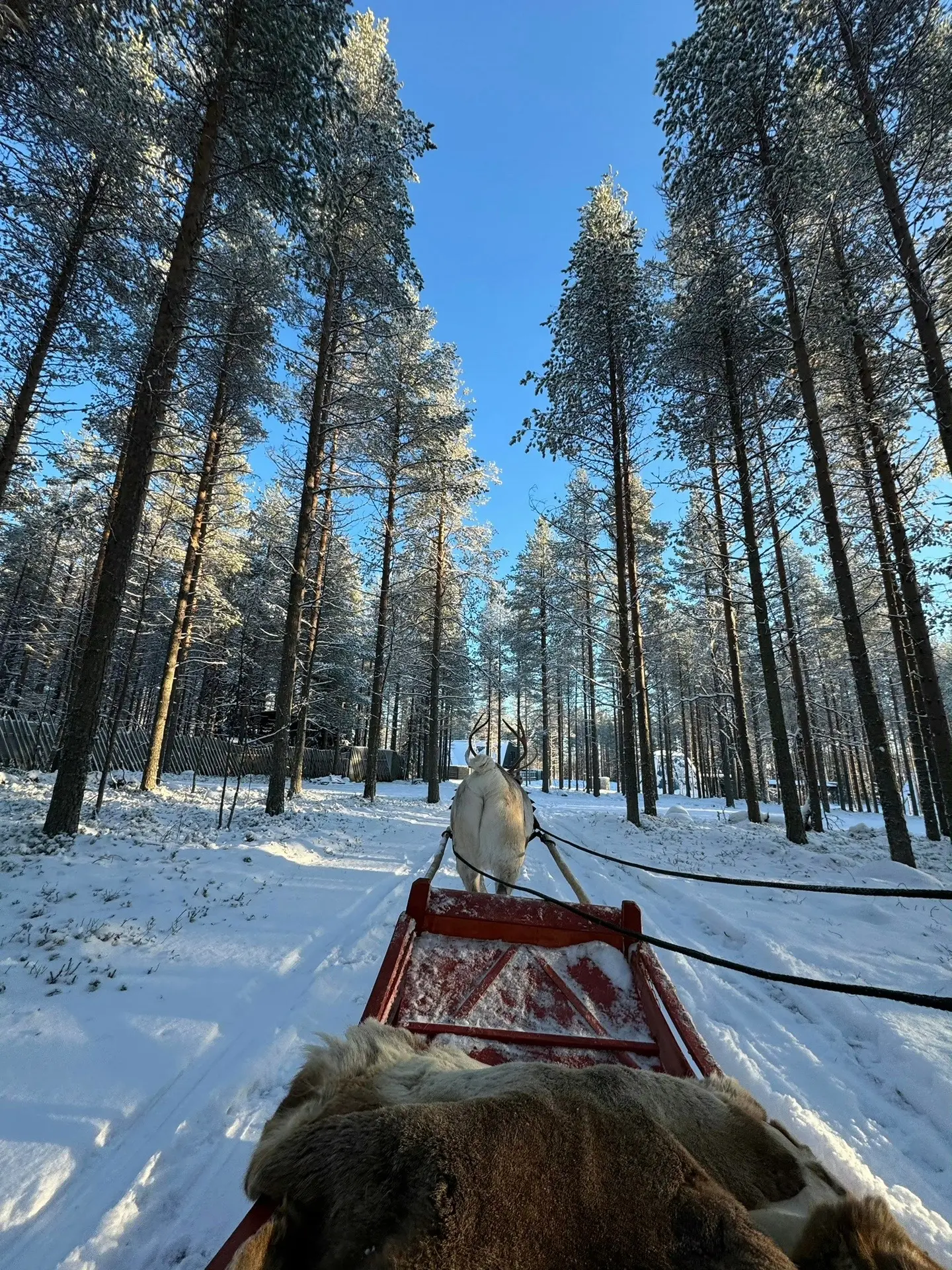 掉进雪日童话森林