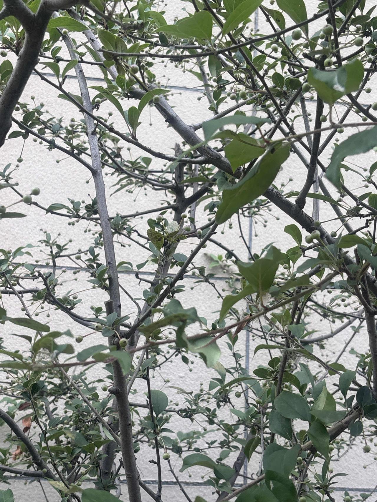 看到西安严总的新闻心里满是酸楚，满心惋惜。原定七月一日发放员工上月薪资，走投无路