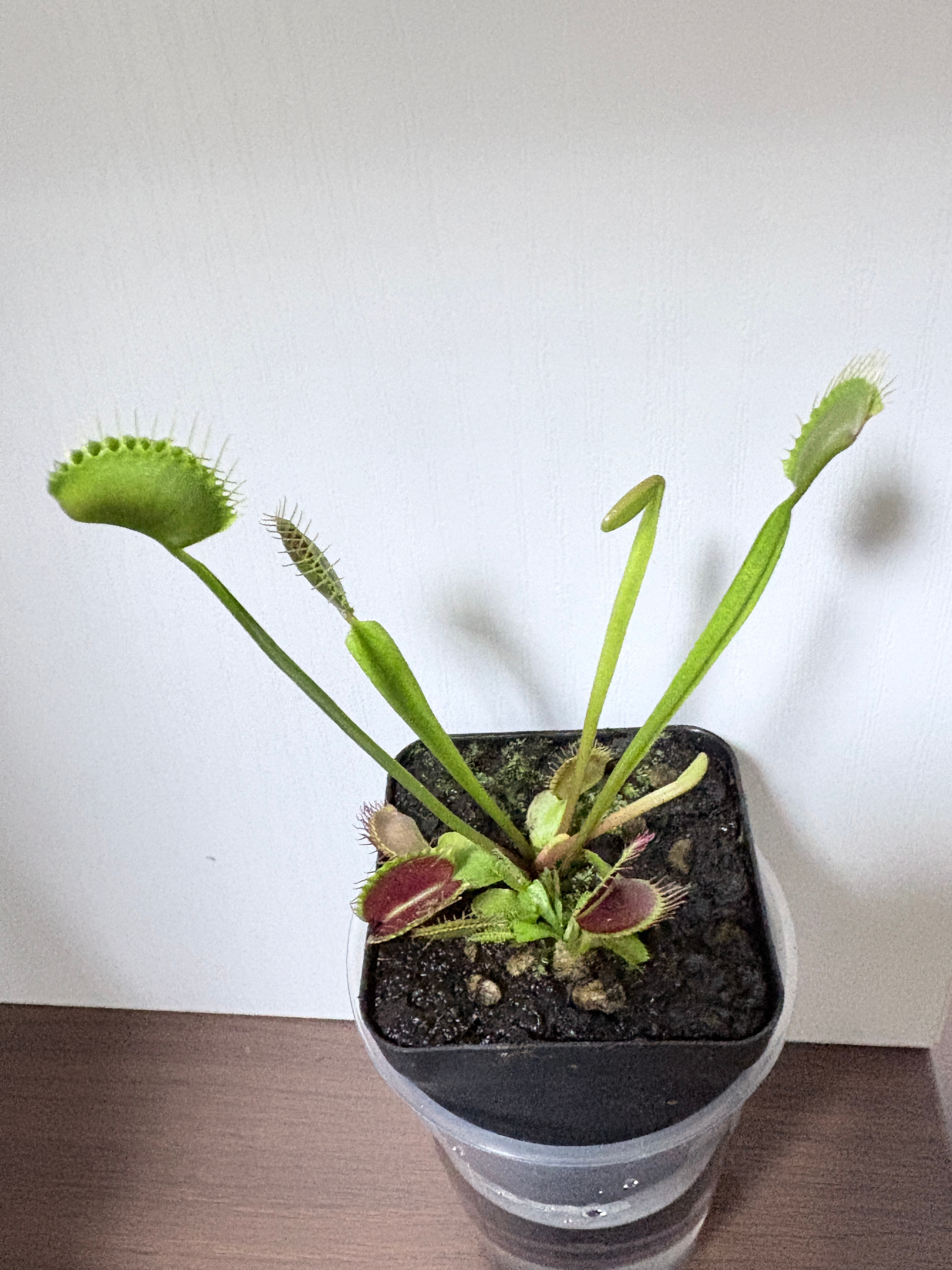 捕蝇草好可爱。我一定要好好养它。想起了某年，我养了一棵猪笼草。因为担心猪笼草饿着