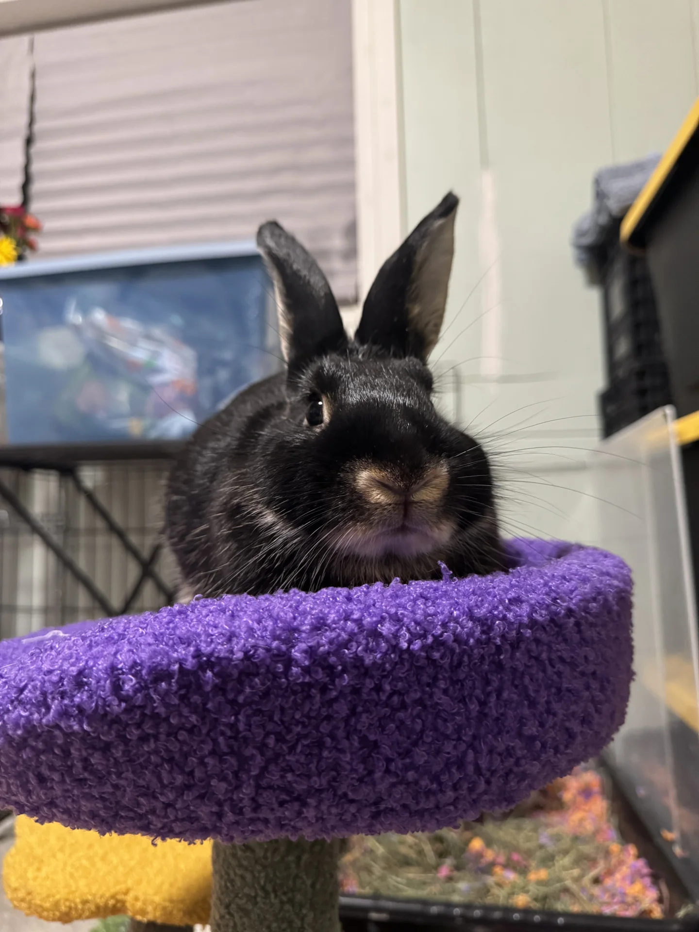 🐰🐰乌米宝贝的鼻子像不像新宝马的鼻子🤣