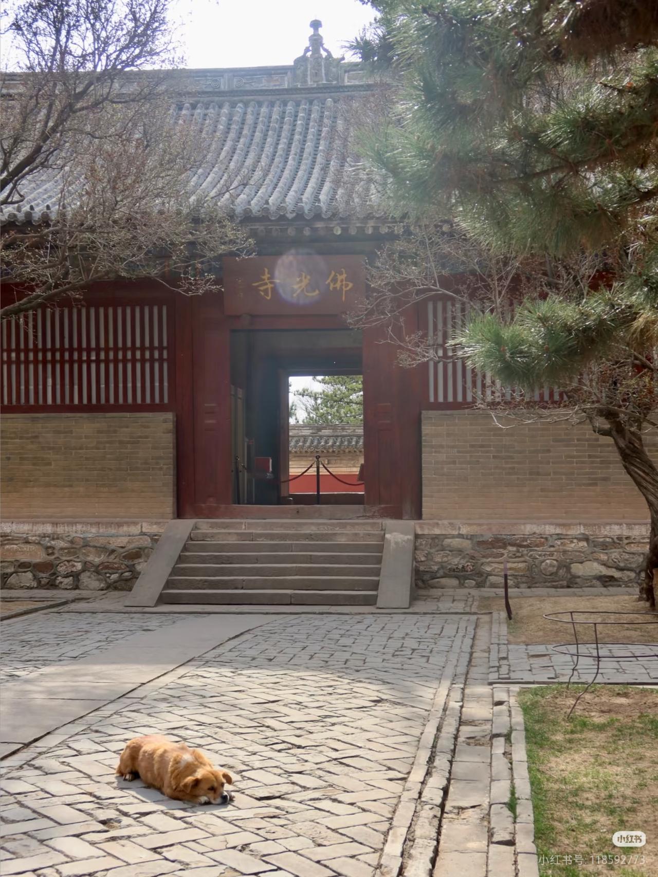 抬头看，那是大唐的余晖

佛光寺被誉为“中国第一国宝”，是梁思成、林徽因先生打破