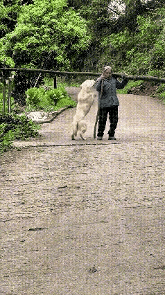 “成精了！”老人去山上扛了一根木头回来，要带回家当柴烧，狗子跟着小主人去迎接，当